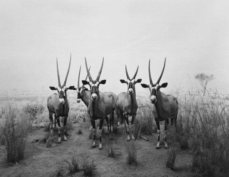 gemsbok